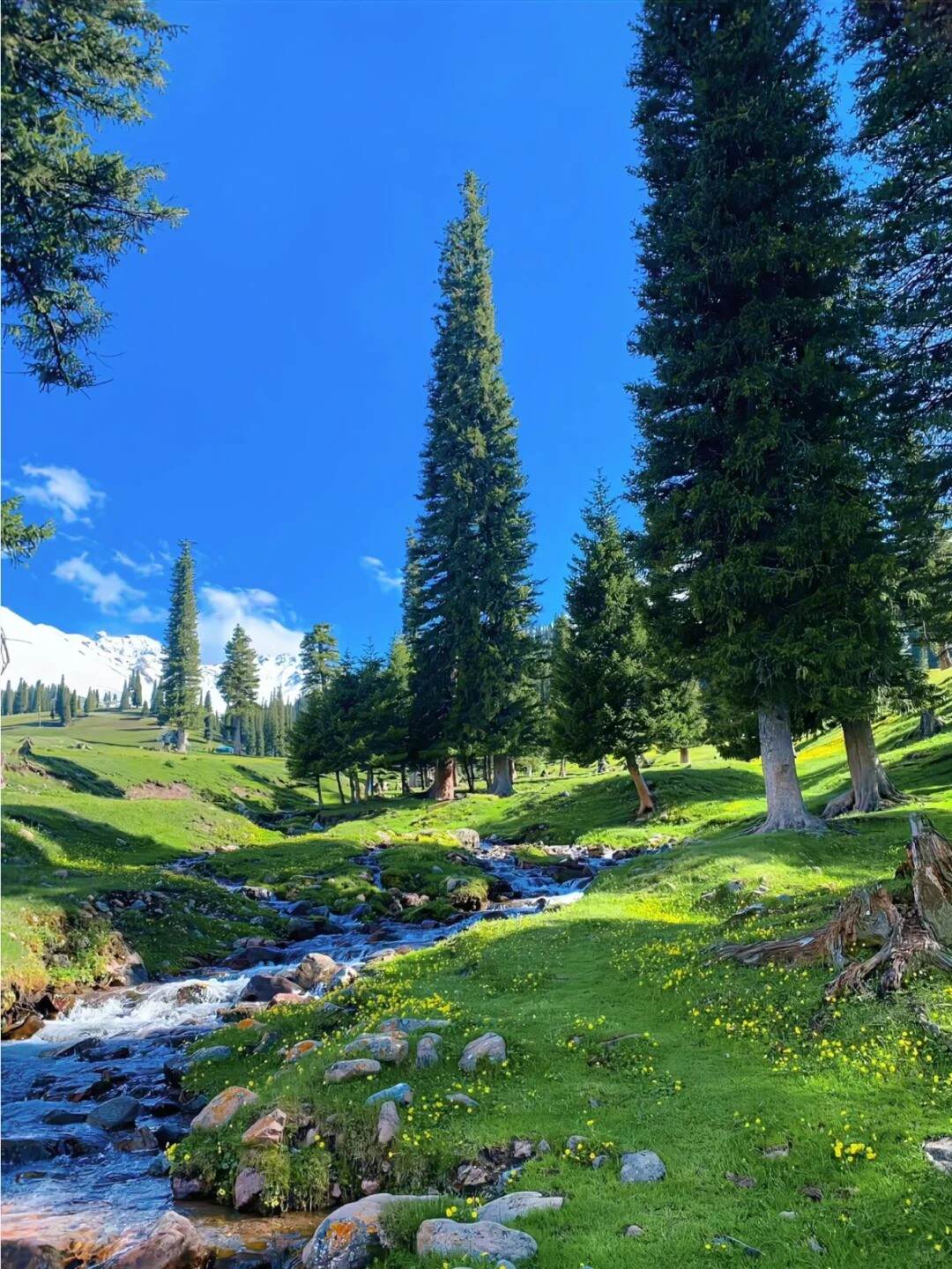 我总是怀念反季节的新疆⛰️